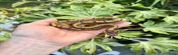 Python Snake reptiles for sale: Pinstripe Ball Python het pied  - Advert 1