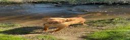 Hungarian Vizsla dogs for sale: Wire haired Hungarian Viszla  - Advert 12