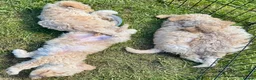 Cockapoo dogs for sale: Beautiful F2B Cockapoos  - Advert 2