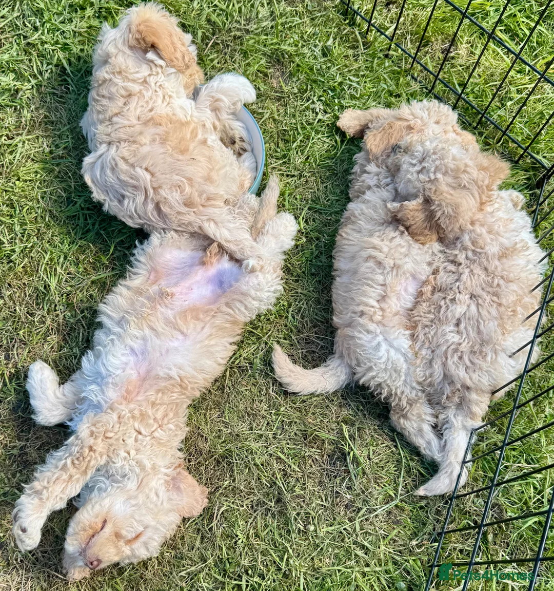 Cockapoo dogs for sale: Beautiful F2B Cockapoos  - Advert 2