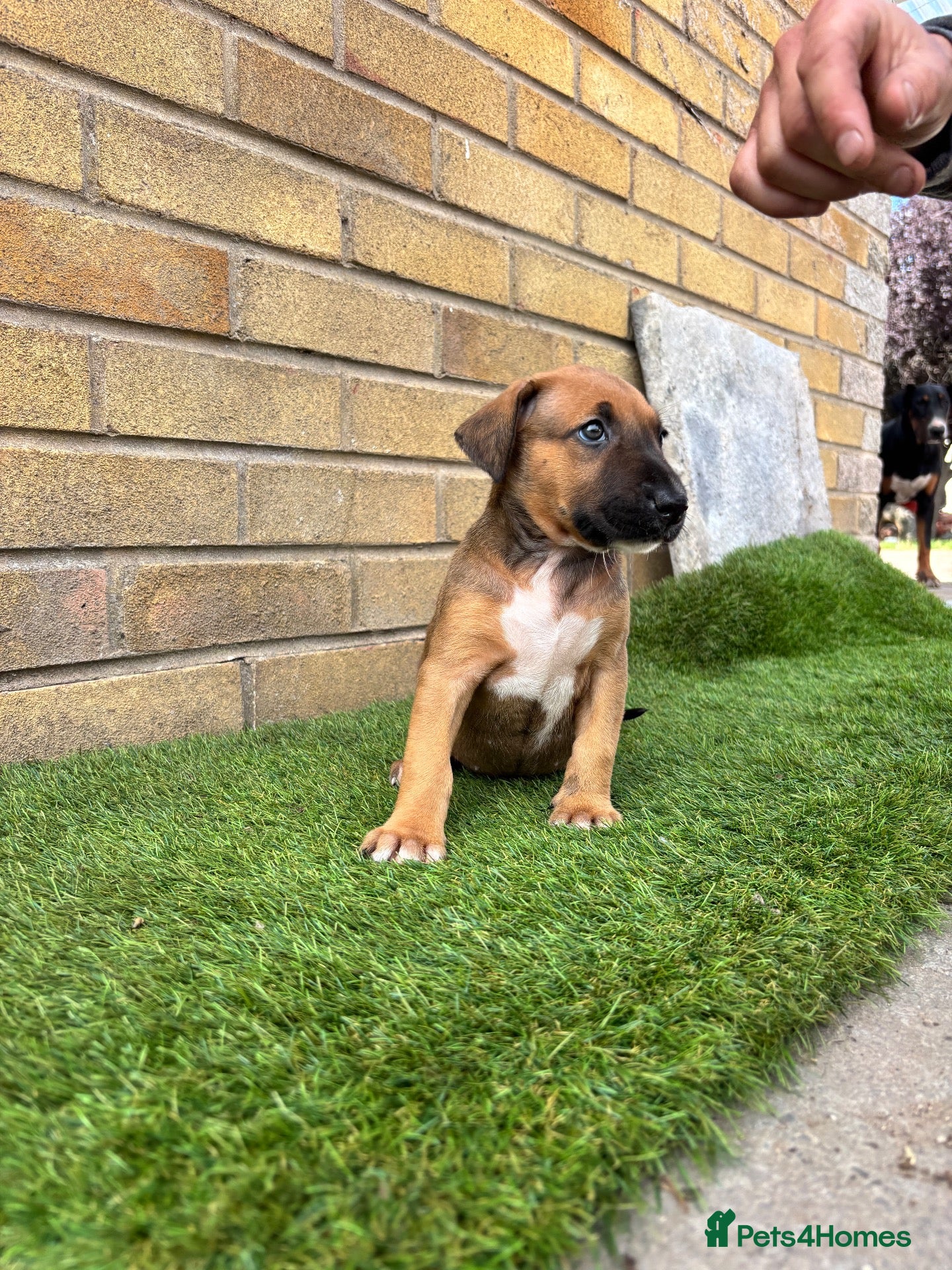 Mixed Breed dogs English Bull Terrier X Doberman - Advert 2