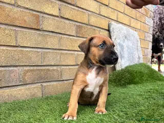 Mixed Breed dogs English Bull Terrier X Doberman - Advert 2