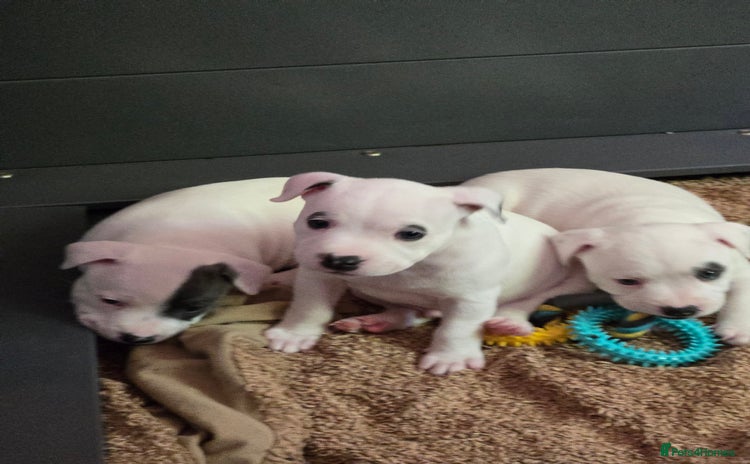 Staffordshire Bull Terrier dogs - Advert 4