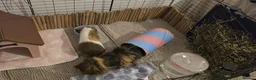Guinea Pig rodents for sale: Guinea Pigs Looking for new home - Advert 8