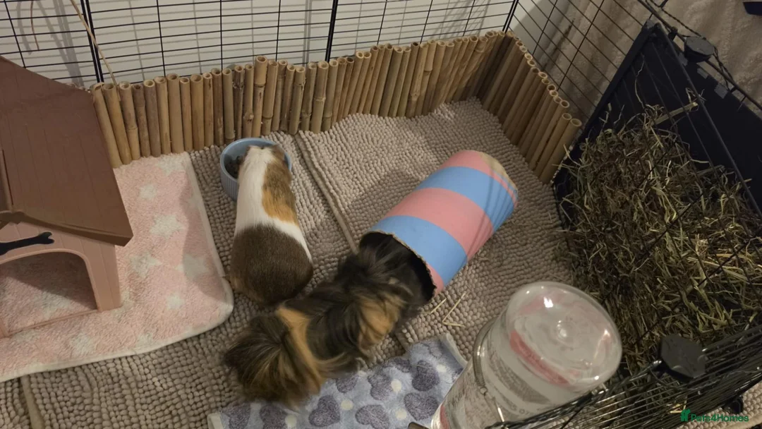Guinea Pig rodents for sale: Guinea Pigs Looking for new home - Advert 8