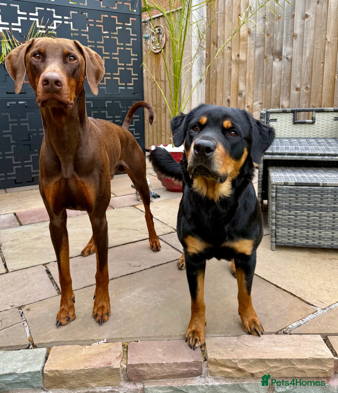 Dobermann dogs for sale: Gorgeous Rottweiler crossed with Red Doberman  - Image 7