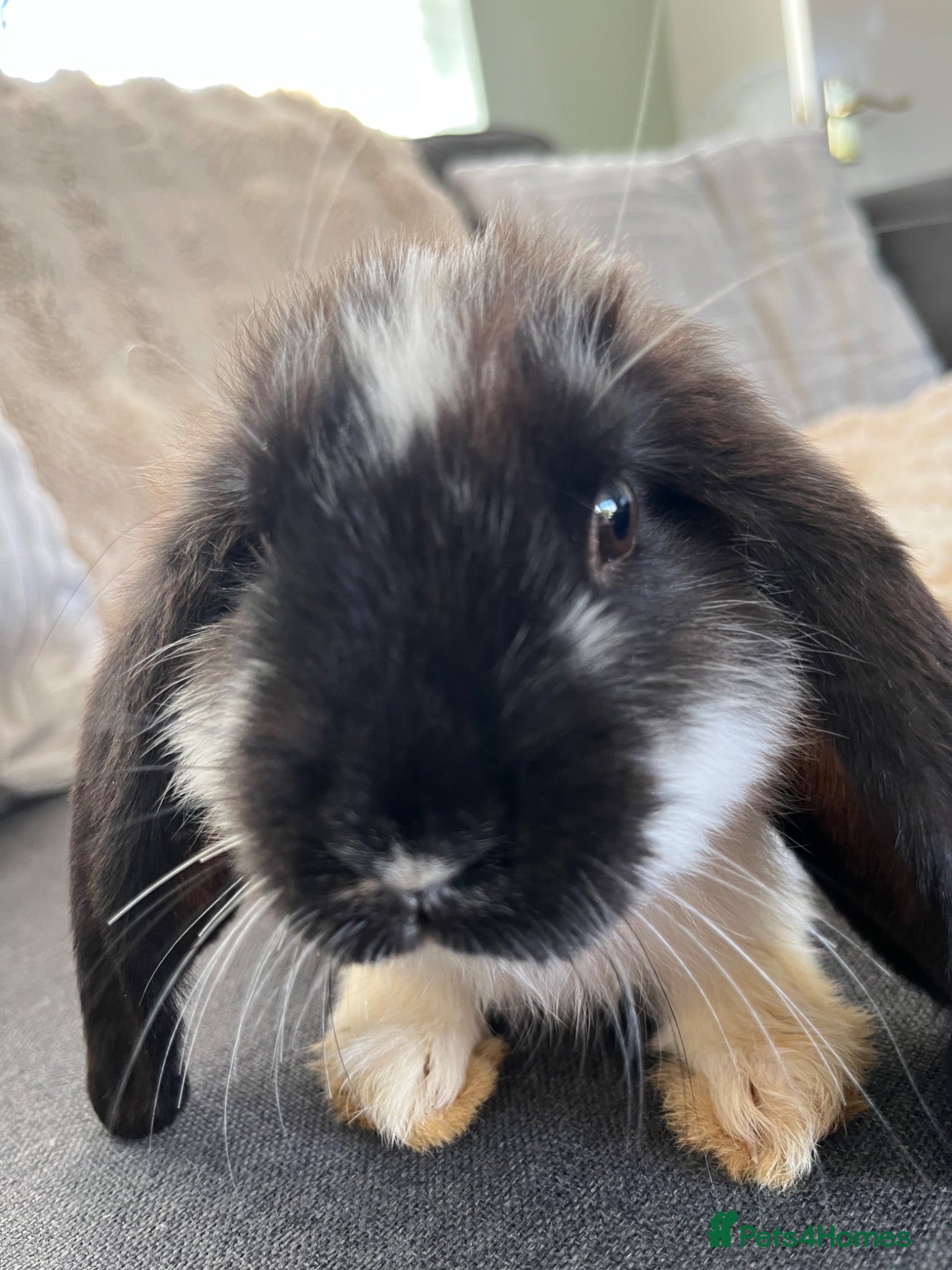 French Lop rabbits 🐰 The most Loving & Friendly French Lops 🐰 - Advert 2
