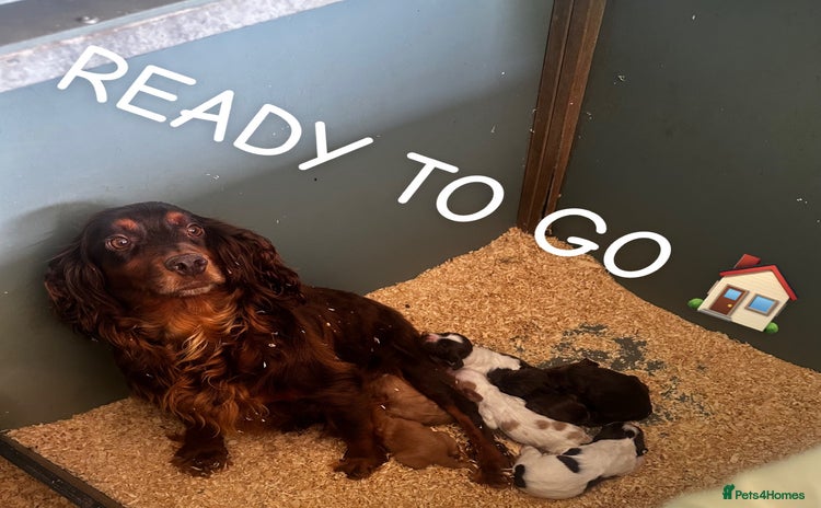 Cocker Spaniel dogs - Advert 1