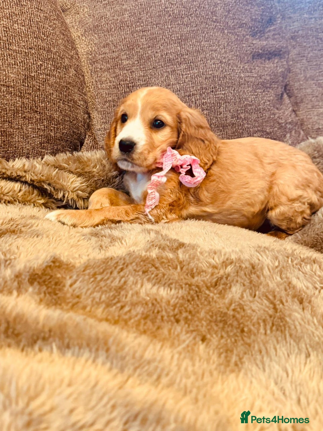 Cocker Spaniel dogs for sale: Stunning Litter of KC Reg Cocker Spaniel Puppies - Image 9