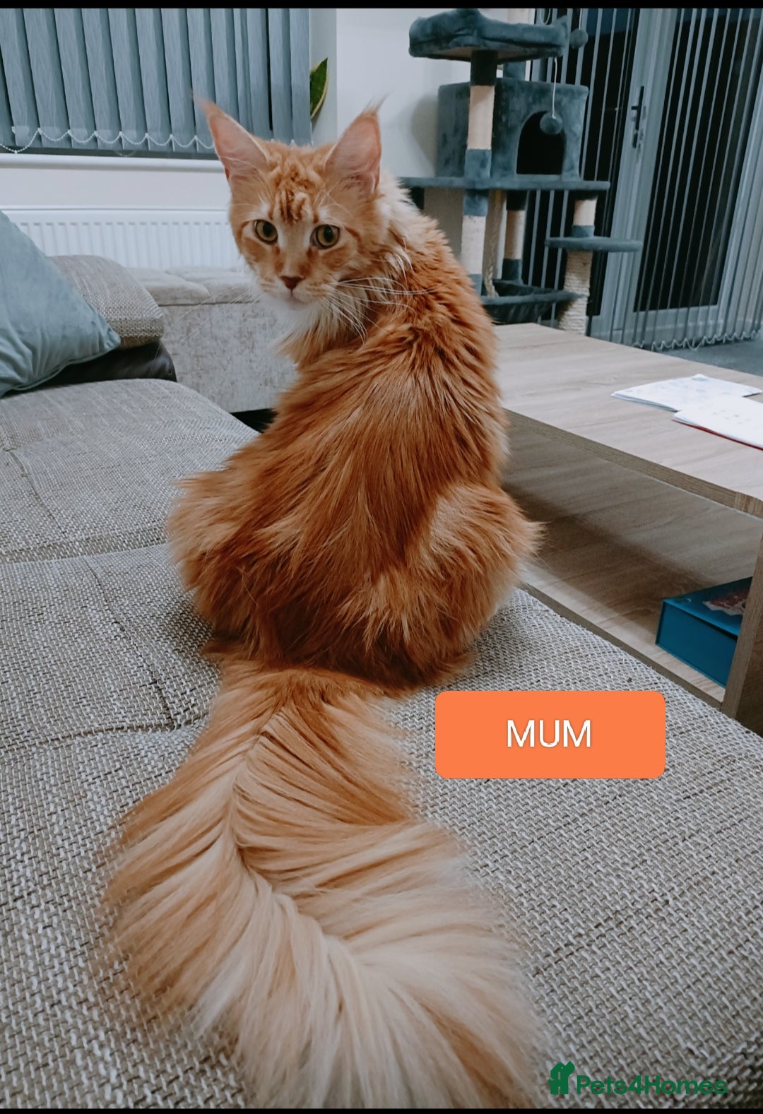 Maine Coon cats 😻😻😻Adorable fluffy Maine Coon kittens 😻😻😻 - Advert 5