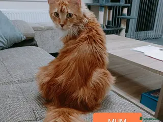 Maine Coon cats 😻😻😻Adorable fluffy Maine Coon kittens 😻😻😻 - Advert 5