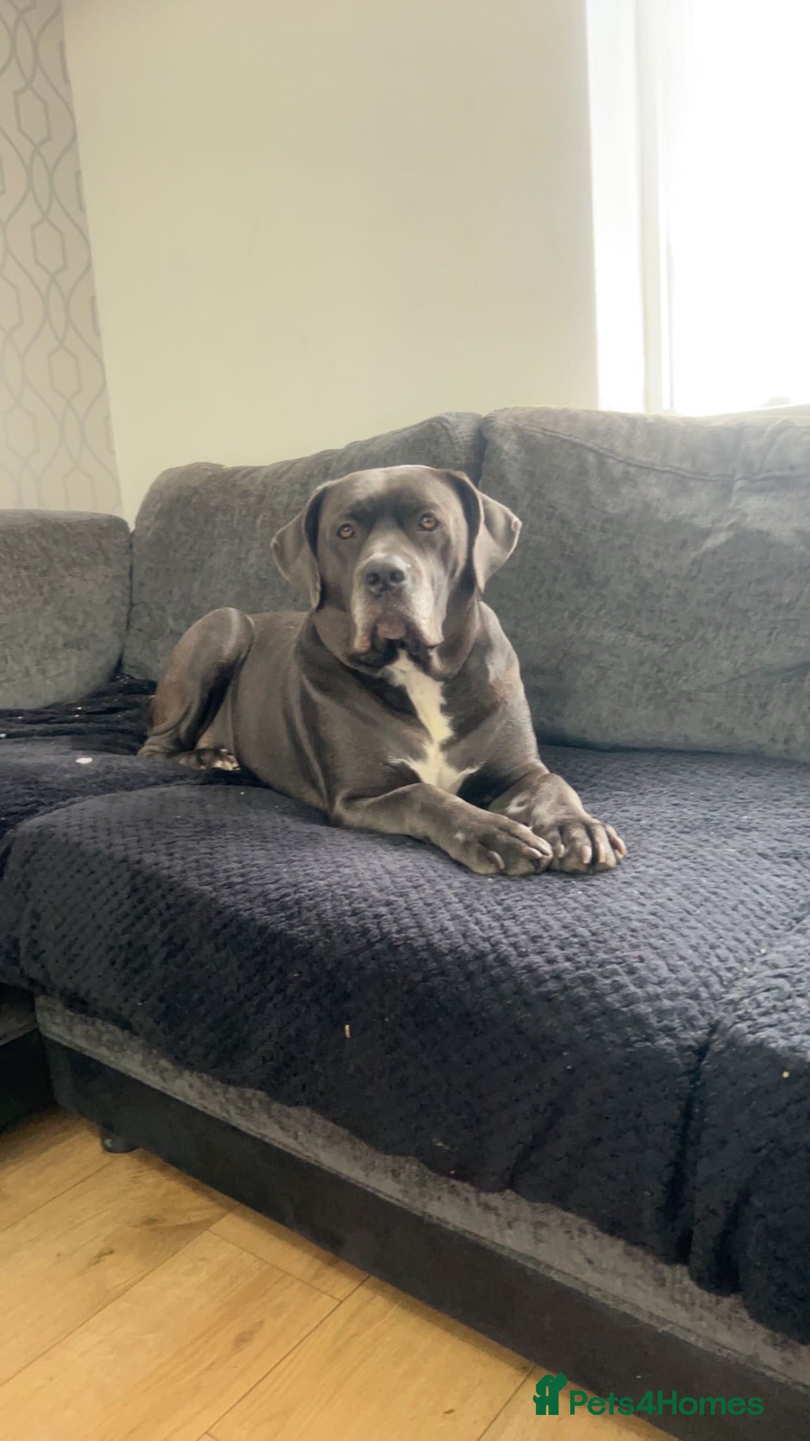 Cane Corso dogs 10 stunning purebred cane corse puppies  - Advert 1