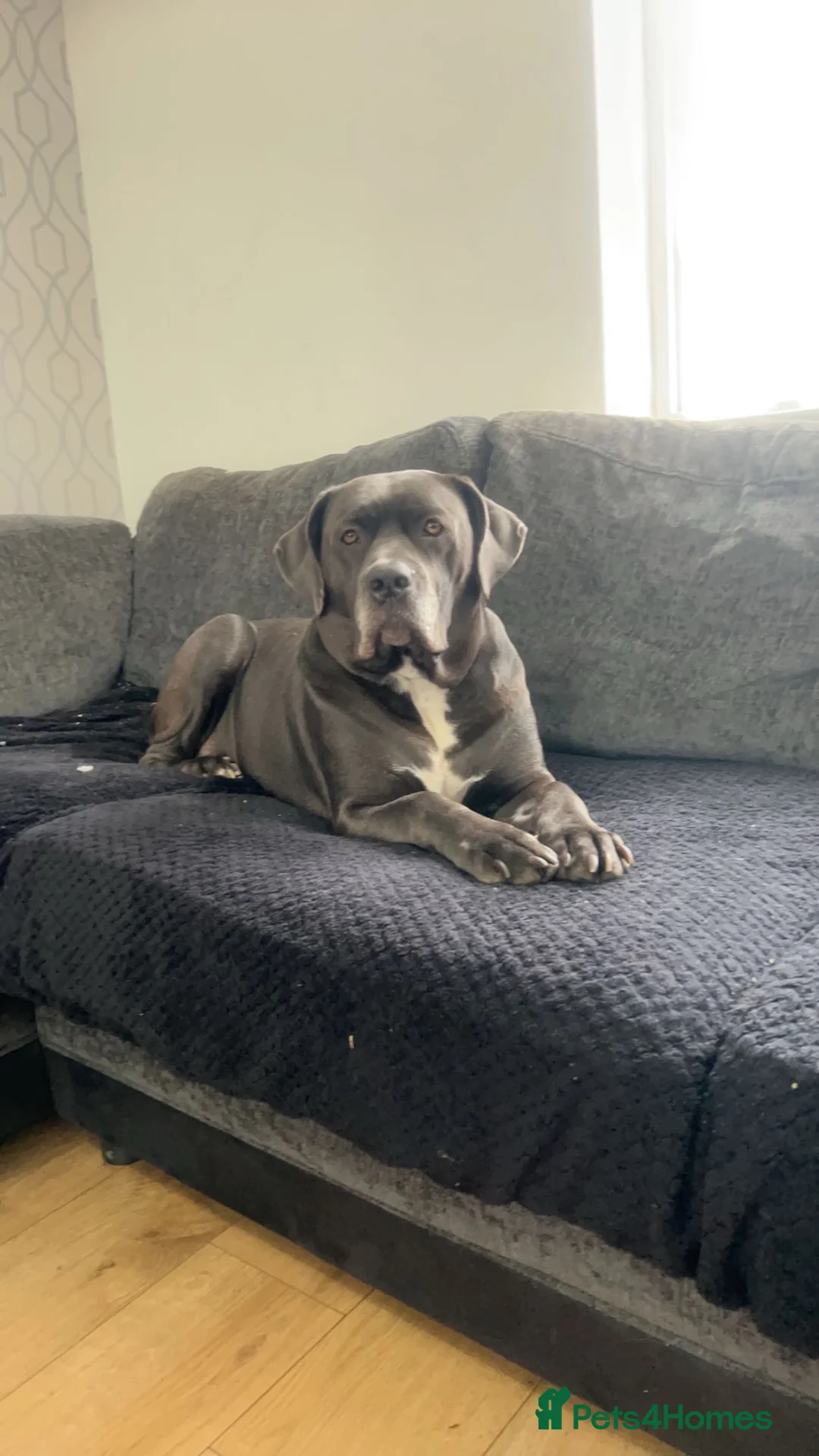 Cane Corso dogs for sale: 10 stunning purebred cane corse puppies  in Canterbury - Advert 1