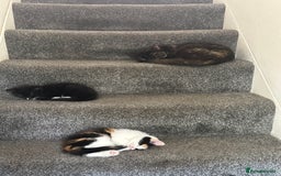 Domestic Shorthair cats for sale: X2 litters - Image 4
