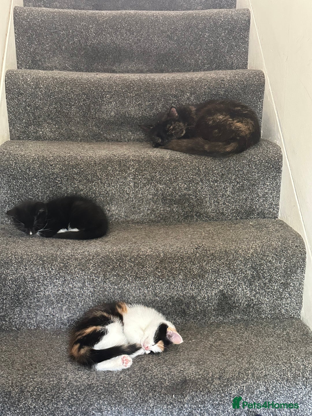 Domestic Shorthair cats for sale: X2 litters - Image 4