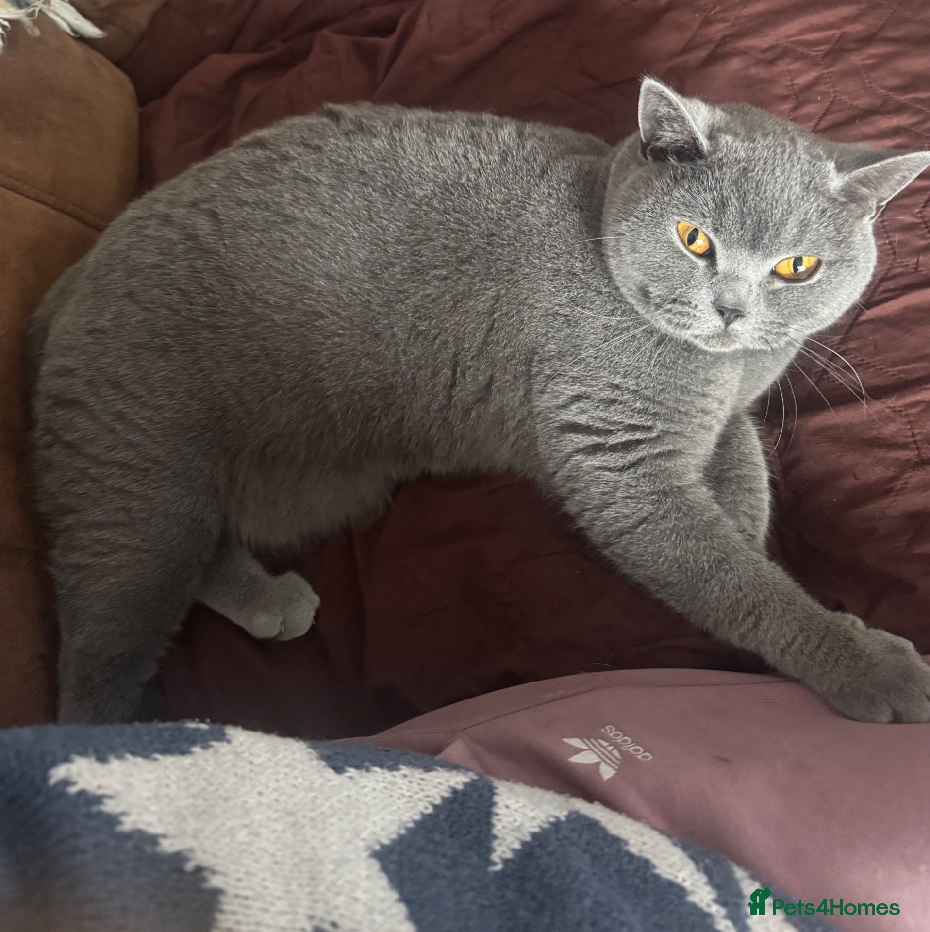 British Shorthair cats Lovely GCCF female cat - Advert 1