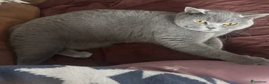 British Shorthair 1
