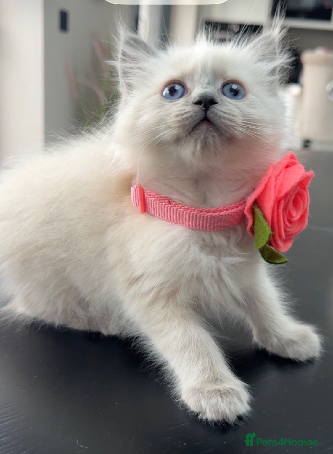Ragdoll cats Ragdoll kittens full breed  - Advert 15