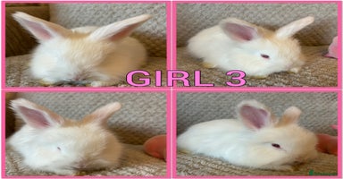 Angora rabbits English full faced Angora babies  - Advert 7