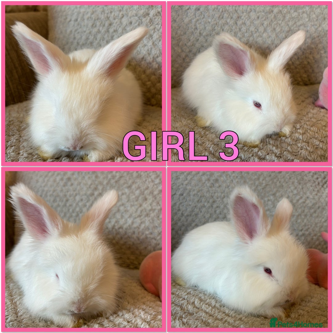 Angora rabbits for sale: English full faced Angora babies  - Image 2