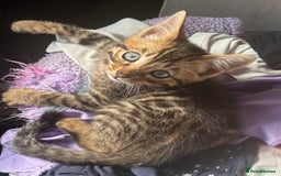 Bengal cats for sale: **1 Female remaining** Bengal cross kittens  in Petworth - Image 10