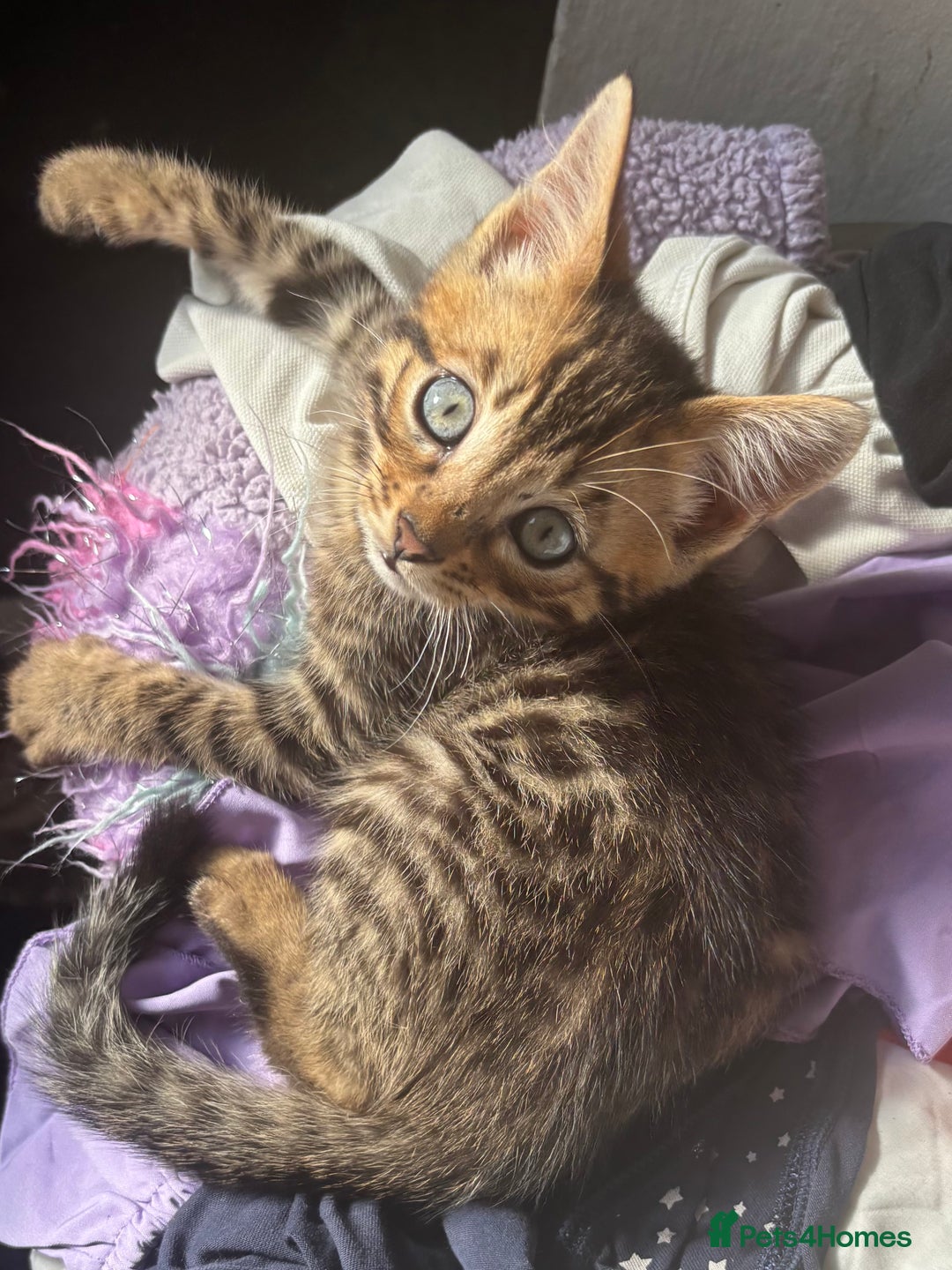 Bengal cats for sale: **1 Female remaining** Bengal cross kittens  in Petworth - Image 10
