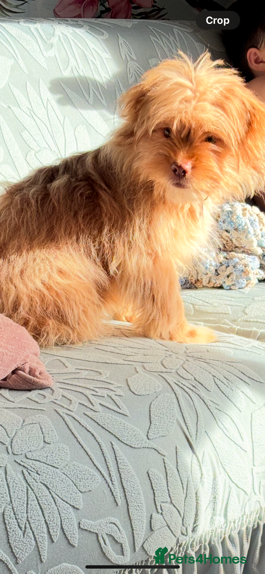 Mixed Breed dogs for sale: 6month old shihtzu x pomeranian - Advert 1