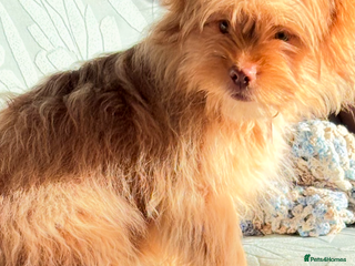 Mixed Breed dogs 6month old shihtzu x pomeranian - Advert 5