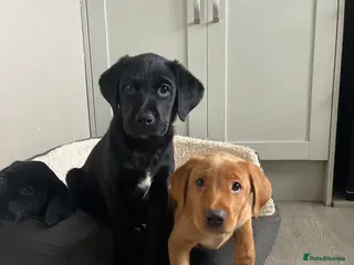 Mixed Breed dogs Labrador Retriever x Podenco Puppies - Advert 18