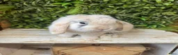 Mini Lop rabbits for sale: Mini lop buck  - Advert 2