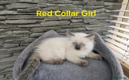 Ragdoll cats for sale: Beautiful ragdoll kittens - Image 25