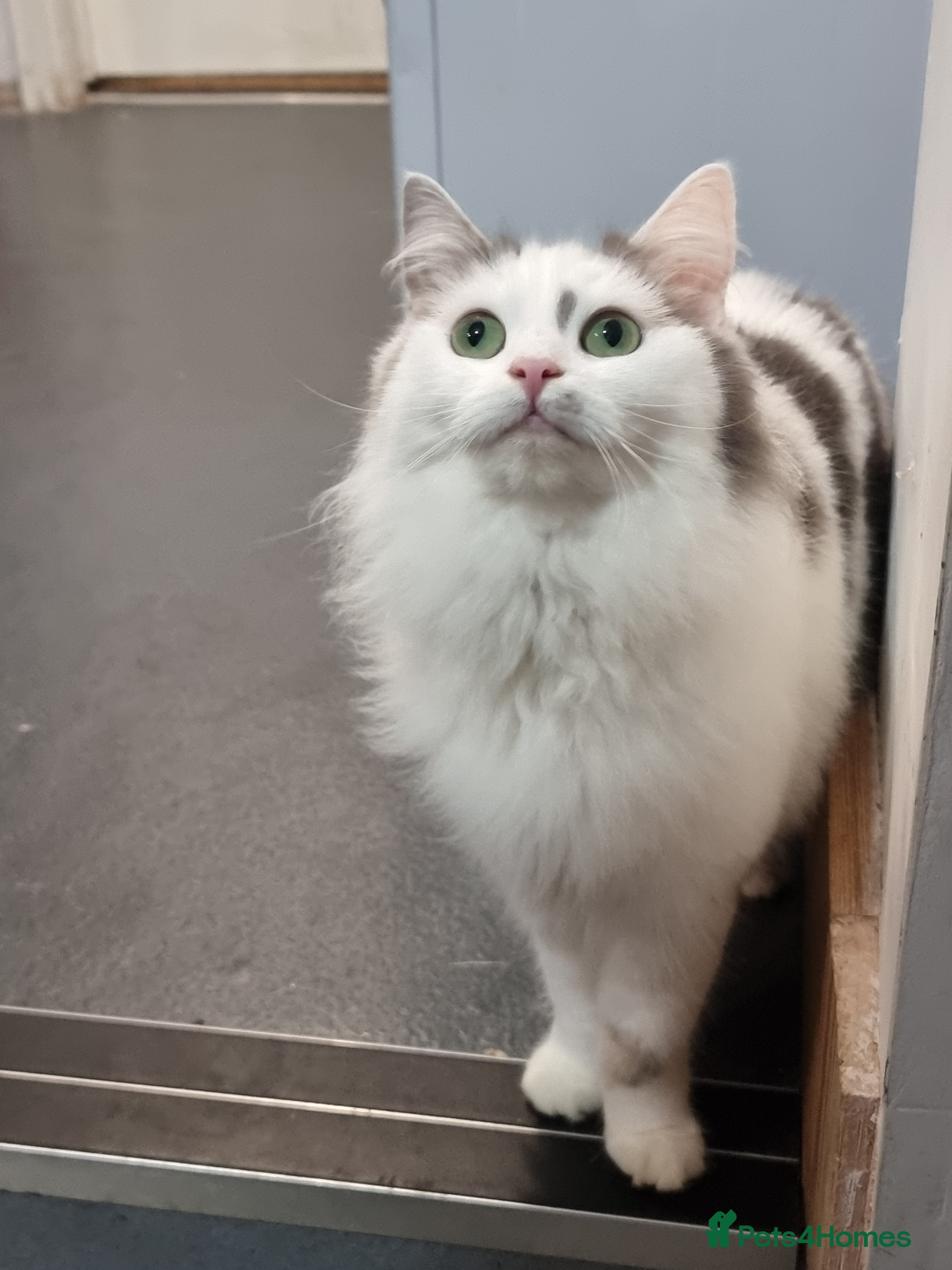 Mixed Breed cats Female cat - Advert 1