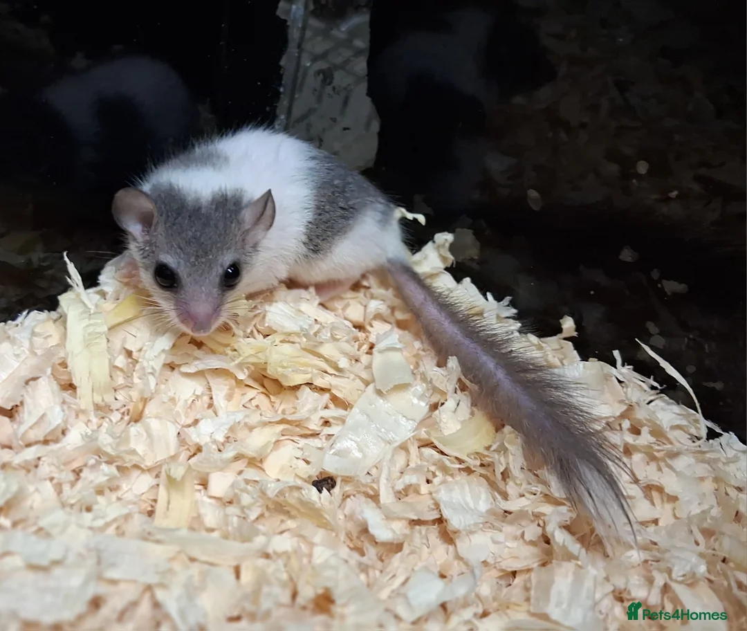 Mouse rodents for sale: Pied African Pygmy Door Mouse   - Advert 1