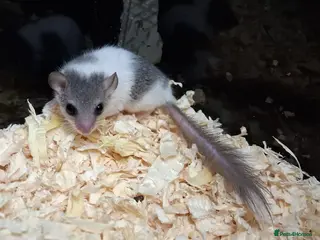 Mouse rodents Pied African Pygmy Door Mouse - Advert 1