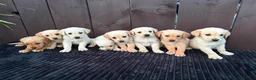 Goldador dogs for sale: Goldador puppies 9 available  - Advert 13