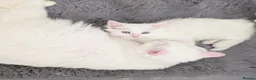 Turkish Angora cats for sale: Fluffy Turkish Angora Kitten - Advert 8
