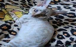 Bengal cats for sale: Snow bengal kittens for loving homes  - Image 35