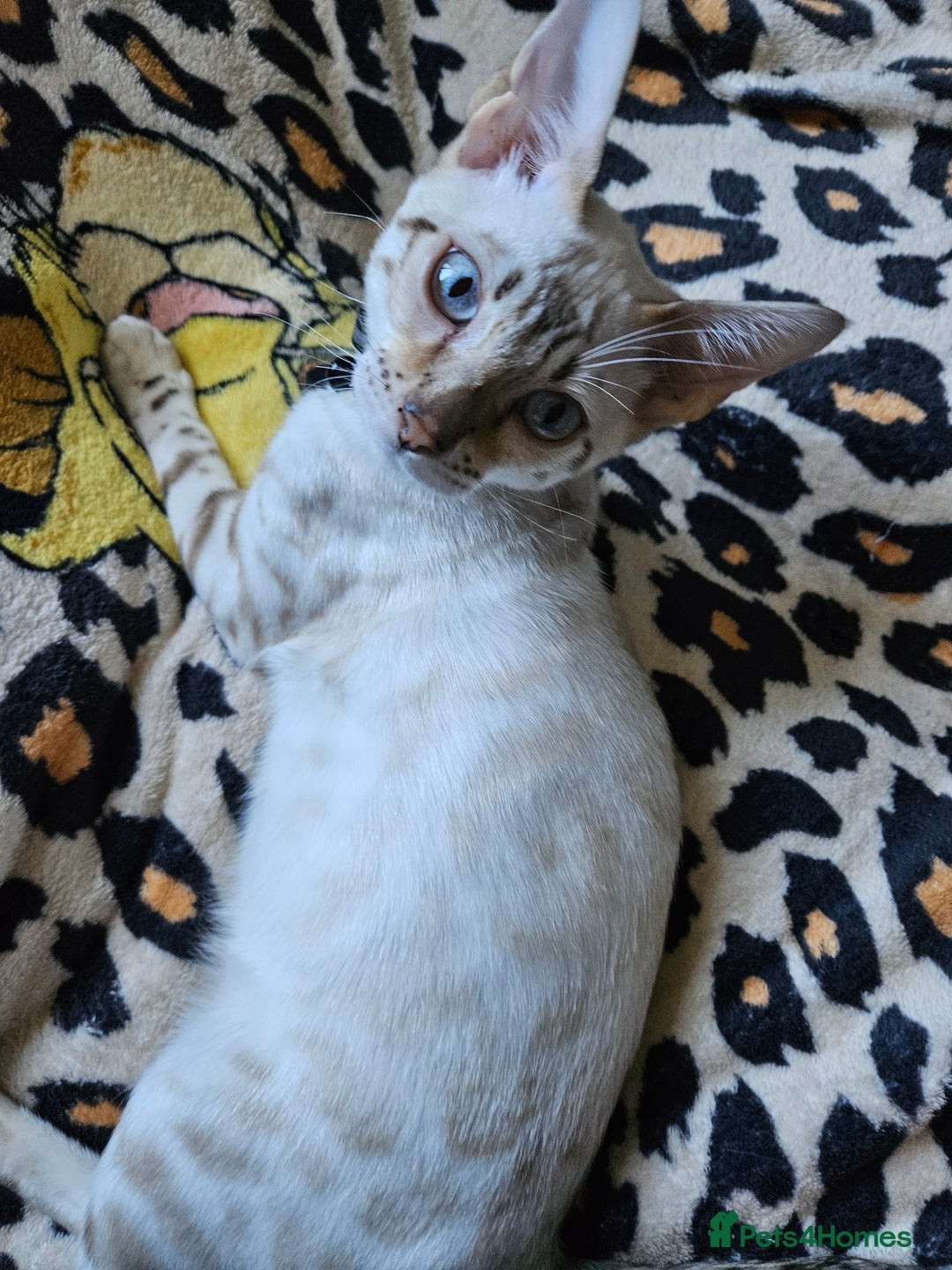 Bengal cats for sale: Snow bengal kittens for loving homes  - Image 35
