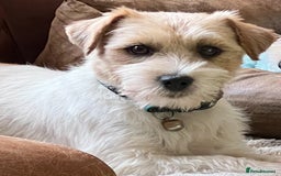 Jack Russell dogs for stud: Super KC Reg Health Tested Jack Russell  - Image 4