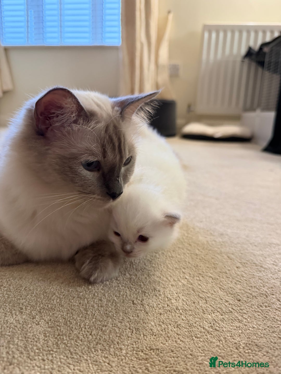 Ragdoll cats for sale: Cutest ragdoll kittens - Advert 8