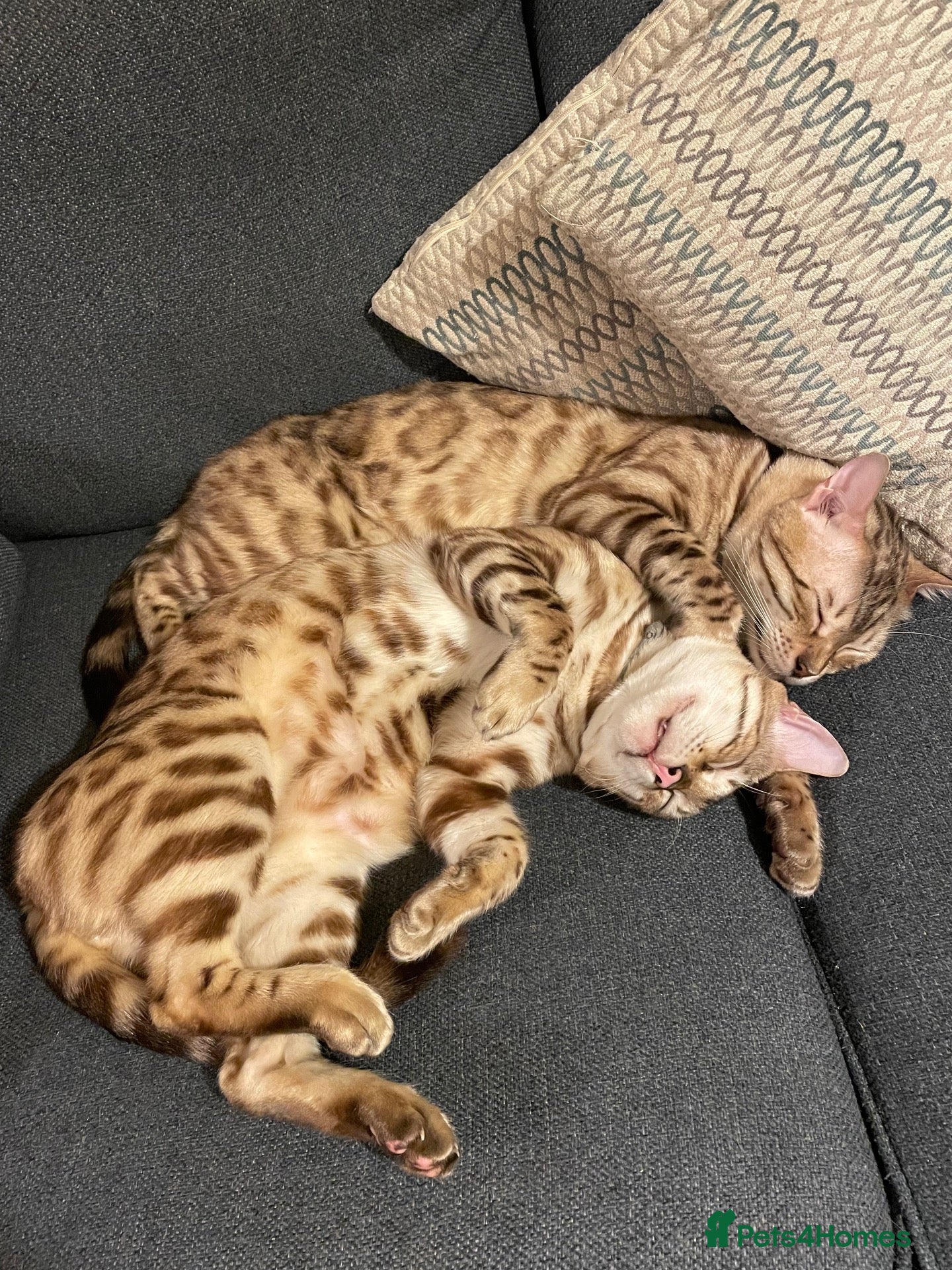 Bengal cats for sale: TICA registered Bengal family (all castrated) - Advert 2