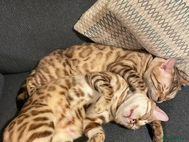 Bengal cats for sale: TICA registered Bengal family (all castrated) - Advert 2