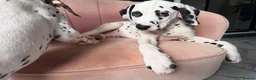 Dalmatian dogs for sale: KC Reg Dalmatian Male Puppy Ready Now - Advert 11
