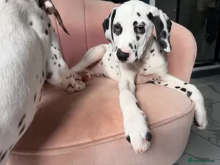 Dalmatian dogs KC Reg Dalmatian Puppies Black & Liver Ready Now - Advert 2