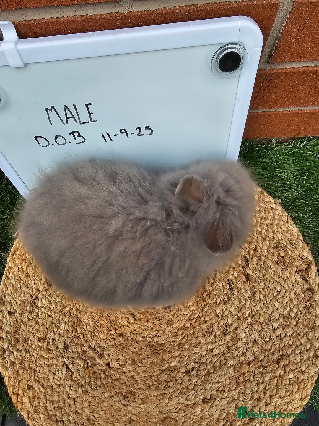 Lionhead rabbits for sale: Double Maned Lionhead  - Image 13