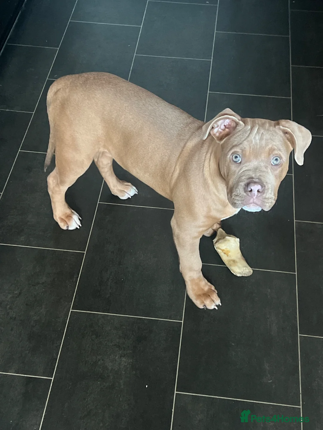 Mixed Breed dogs for sale: Beautiful staffy x old English bulldog - Advert 7