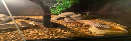 Leopard Gecko reptiles for sale: Leapard Gecko - Advert 6