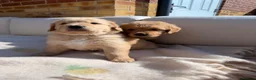 Golden Retriever dogs for sale: 2 beautiful golden boys left!✨🐾 - Advert 4