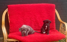 Great Dane dogs for sale: KC reg/pedigree Great Danes black - READY NOW - Image 21