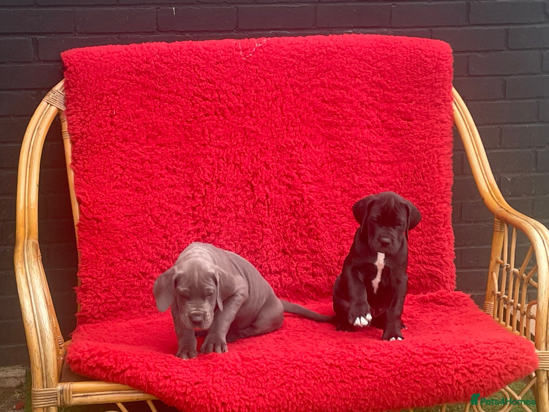 Great Dane dogs for sale: KC reg/pedigree Great Danes black - READY NOW - Image 21